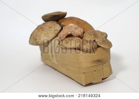 wicker basket of fresh boletus and aspen mushrooms freshly picked in the forest