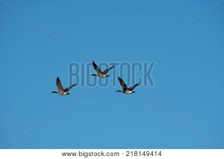 Three Canadian Geese Flying Against Blue Sky in Coromandel New Zealand