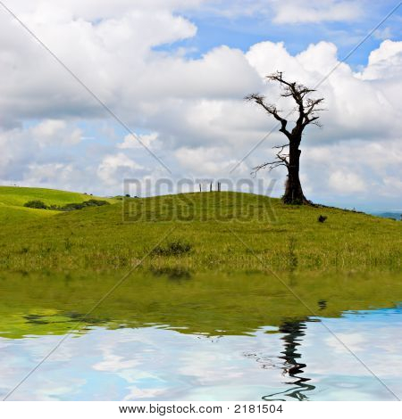 Albero