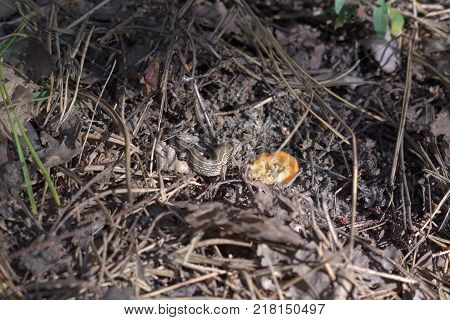 reptile near low cut of large mushroom small sand lizard