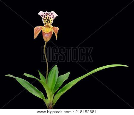 Orchid Paphiopedilum Gratrixianum isolated on a black background. Indoor tropical plant slipper.