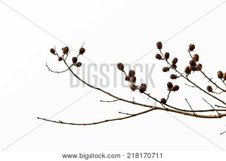 Dry fruit of Lagerstroemia floribunda Jack on white background