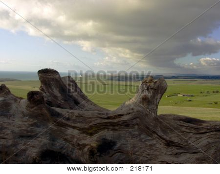 Paisaje de tronco de árbol