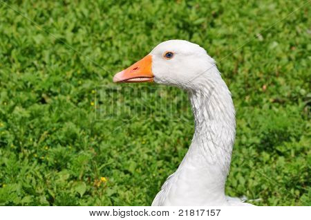 White Duck