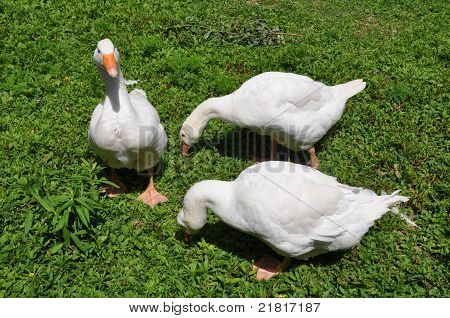 Three White Ducks