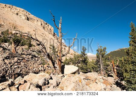Limber Pine Grove on the North side of Sheep Mountain in the Mosquito Range Colorado.National Heritage Area with Ancient Limber Pine and Bristle Cone Pine Trees.