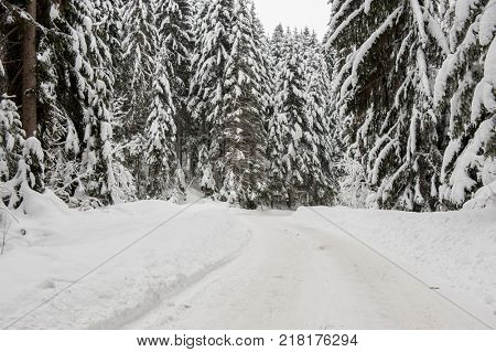Winter snow road trough forest of fir trees