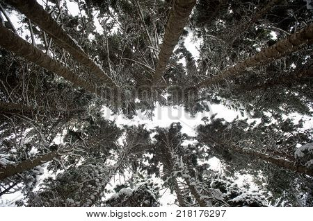 Winter snow road trough forest of fir trees