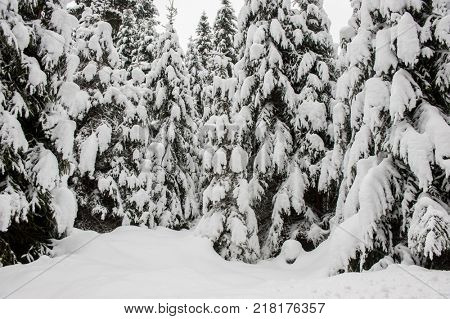 Winter snow road trough forest of fir trees