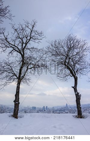 Beautiful trees on winter snow
