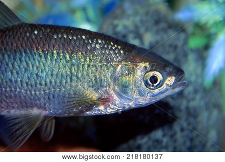 Golden Shiner (Notemigonus crysoleucas) fish found in northern Illinois