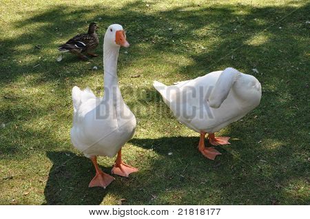 White Ducks
