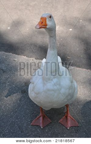 White Duck
