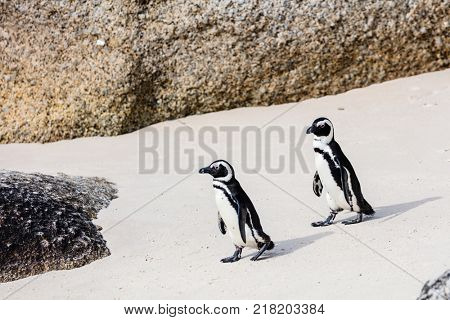 African penguins colony at Boulders beach near Cape Town in South Africa