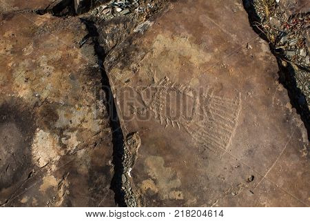 Petroglyphs of the tract Kalbak-Tash in Onguday district, Altai Republic, Russia.