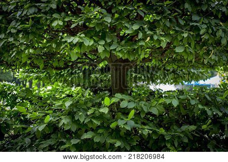 hornbeam, decorative, weeping form close up background