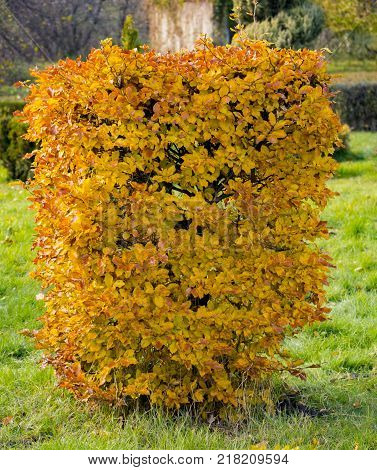 Hornbeam decorative tonsured a round shape with a slot in the center.