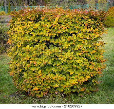 Hornbeam decorative tonsured a round shape with a slot in the center.