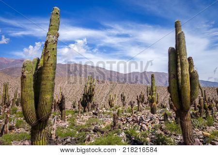 Giant cactus in the Tilcara quebrada moutains Argentina