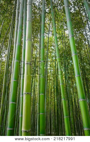 Arashiyama bamboo forest in Sagano Kyoto Japan
