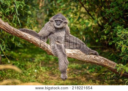 Silvery gibbon sitting on a branch. The silvery gibbon ranks among the most threatened species.