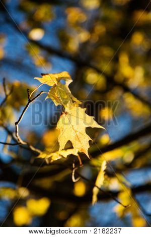 Bunter Herbst