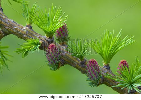 Decorative dwarf tree larch Nidiformis Picea abies Nidiformis. Branches from spring.