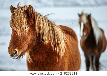 Portrait of a beautiful Icelandic horses, pair of a gorgeous animals in the winter outdoors, eco tourism, beauty of Icelandic fauna