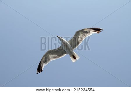 Bird fly on blue sky. sky background. Gorgeous Flight of bird with Blue sky. Seagull hovers on deep blue air. Gull hunting down fish. Flying gull chick. Gullchick Flies over Expanse air