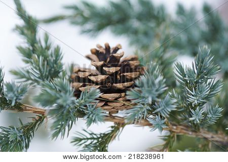 Blue Spruce Branch With Cones Covered With Snow