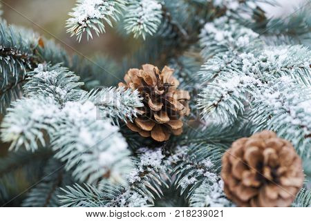 Blue Spruce Branch With Cones Covered With Snow