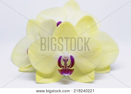 Blooming Yellow Orchid Isolated on White Background.