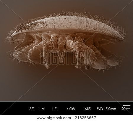 Varroa destructor bee parasite - an electron scanning microscope photo - Magnification 55x