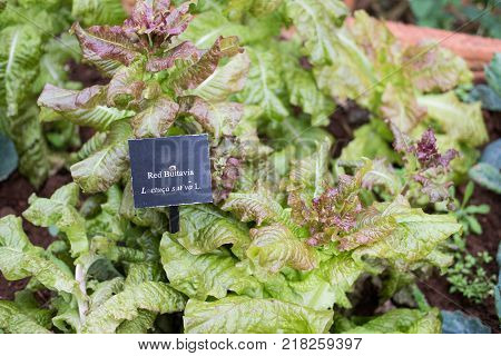 organic red buttavia lettuce, Lactuca sativa in farm. plant growing in vegetable garden. soil cultivation. Agricultural industry.