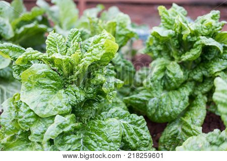 Organic Green Buttavia Lettuce In Farm. Plant Growing In Vegetable Garden. Soil Cultivation. Agricul