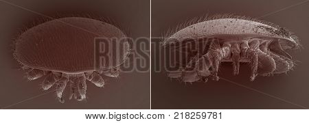 Varroa destructor bee parasite - an electron scanning microscope photo - Magnification 55x