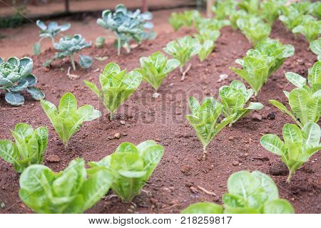 organic lettuce plant growing in vegetable garden. soil cultivation. Agricultural industry.