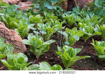 organic lettuce plant growing in vegetable garden. soil cultivation. Agricultural industry.