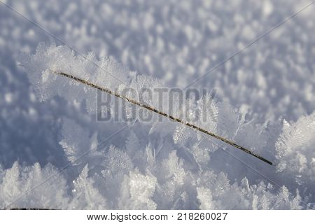 large openwork of frost crystals of frost on blurred natural snow background . natural phenomenon