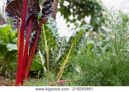 organic beet root plant growing in vegetable garden. soil cultivation. Agricultural industry.