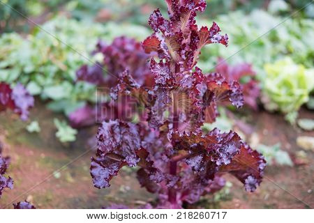 organic lettuce plant growing in vegetable garden. soil cultivation. Agricultural industry.
