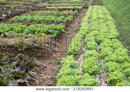 organic lettuce plant growing in vegetable garden. soil cultivation. Agricultural industry.