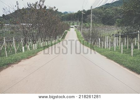 asphalt road to mountain in rural area. countryside road with trees on both sides