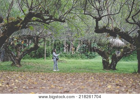 Tourist Use Smart Phone To Take Selfie Picture In Apricot Tree Orchard. People, Travel, Nature Conce