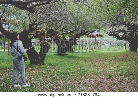 Tourist Use Smart Phone To Take Selfie Picture In Apricot Tree Orchard. People, Travel, Nature Conce