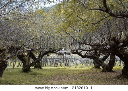 Planting apricot tree in a field. fruit orchard. food & agriculculture concept.