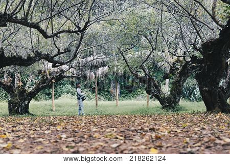 Tourist Use Smart Phone To Take Selfie Picture In Apricot Tree Orchard. People, Travel, Nature Conce