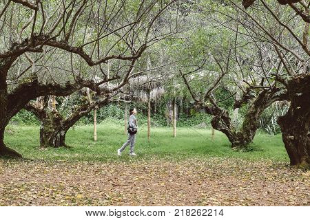 Tourist Use Smart Phone To Take Selfie Picture In Apricot Tree Orchard. People, Travel, Nature Conce