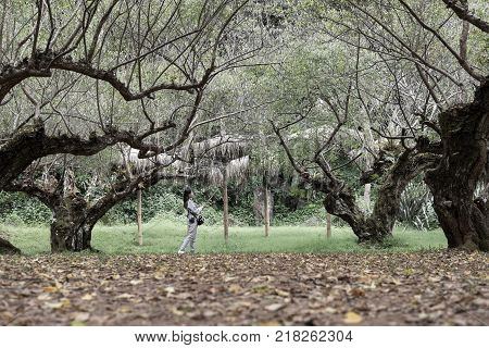 Tourist Use Smart Phone To Take Selfie Picture In Apricot Tree Orchard. People, Travel, Nature Conce
