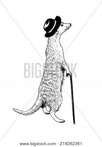 Walking gentleman meerkat. Vector hand drawn illustration